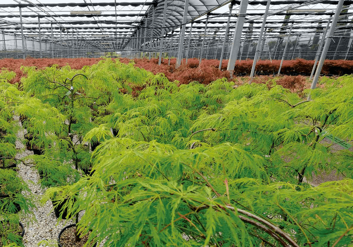 Palme i egzote