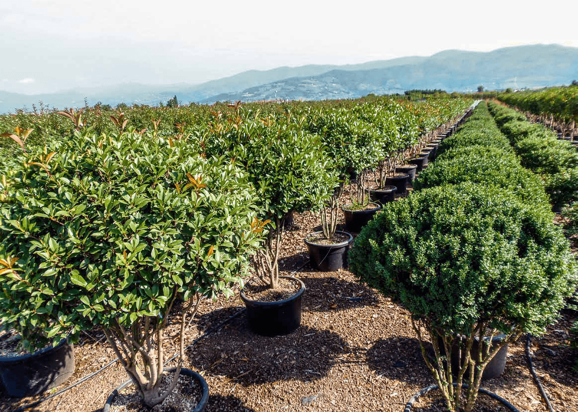 Photinia i šimšir u kontejnerima, poredani u redovima rasadnika ispod toskanskih brežuljaka