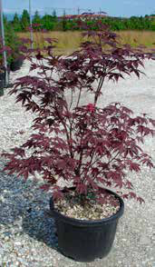 Acer Palmatum 'Bloodgood'
