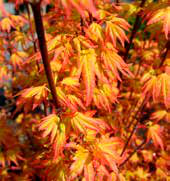 Acer Palmatum 'Orange Dream'