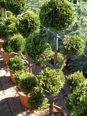 Cupressocyparis Leylandii