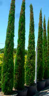 Cupressus Sempervirens 'Pyramidalis'