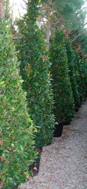 Laurus Nobilis
