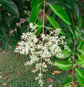 Ligustrum Japonicum (lucidum)