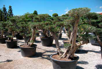 Olea Europaea 'Cipressino' (pyramidalis)