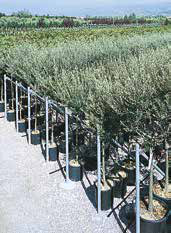 Olea Europaea