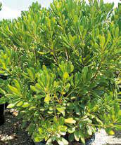 Pittosporum Tobira